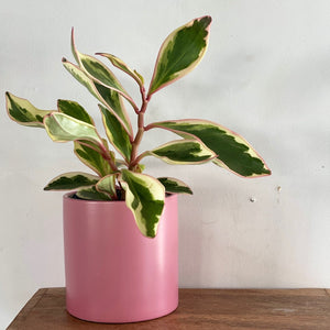 Potted-Chateau Rose- Peperomia Edition