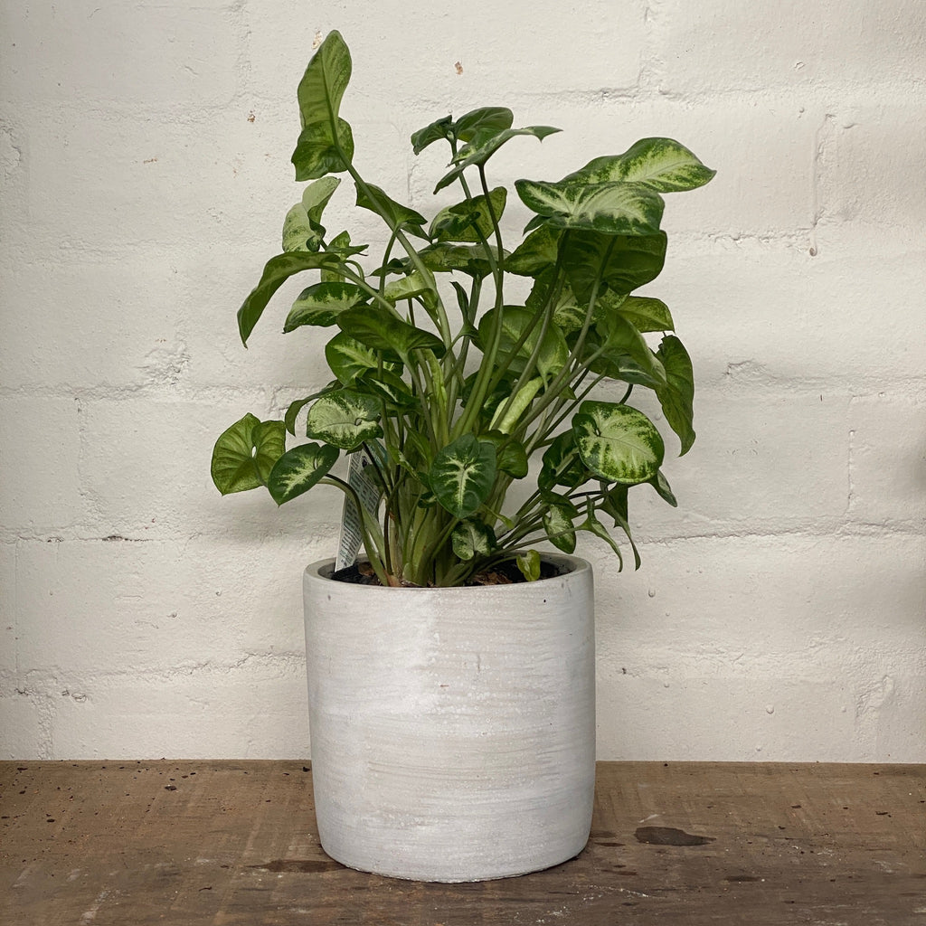 Potted-Cement Edition- Syngonium