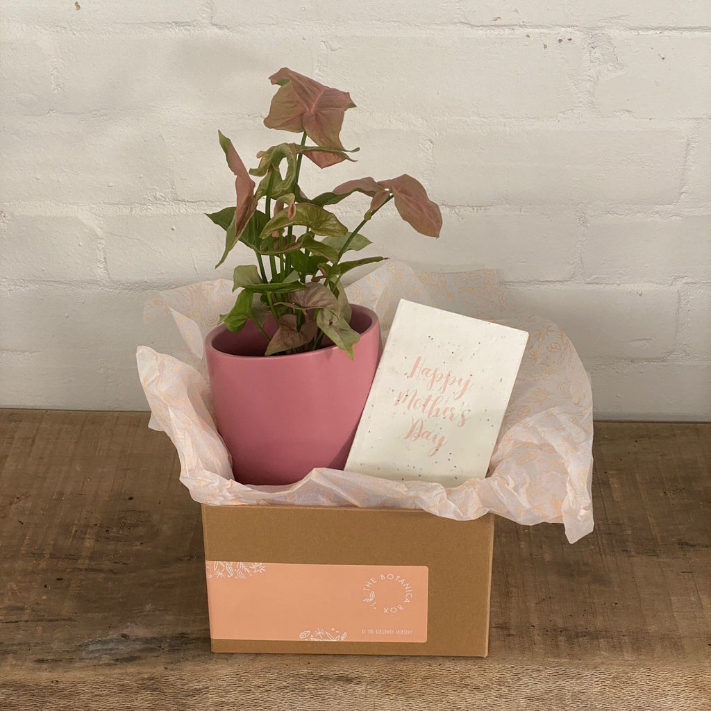 Mother's day - Syngonium Edition