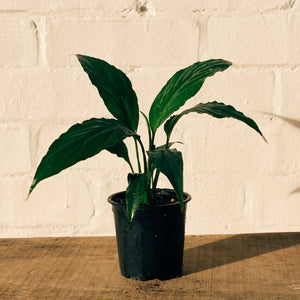 Potted Plant- Spathiphyllum Lily