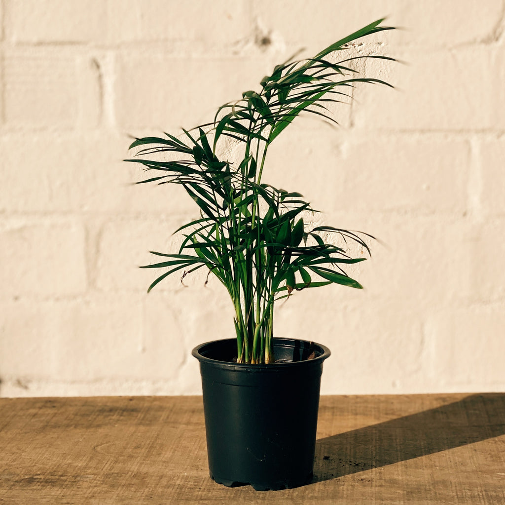 Potted Plant- Parlour Palm