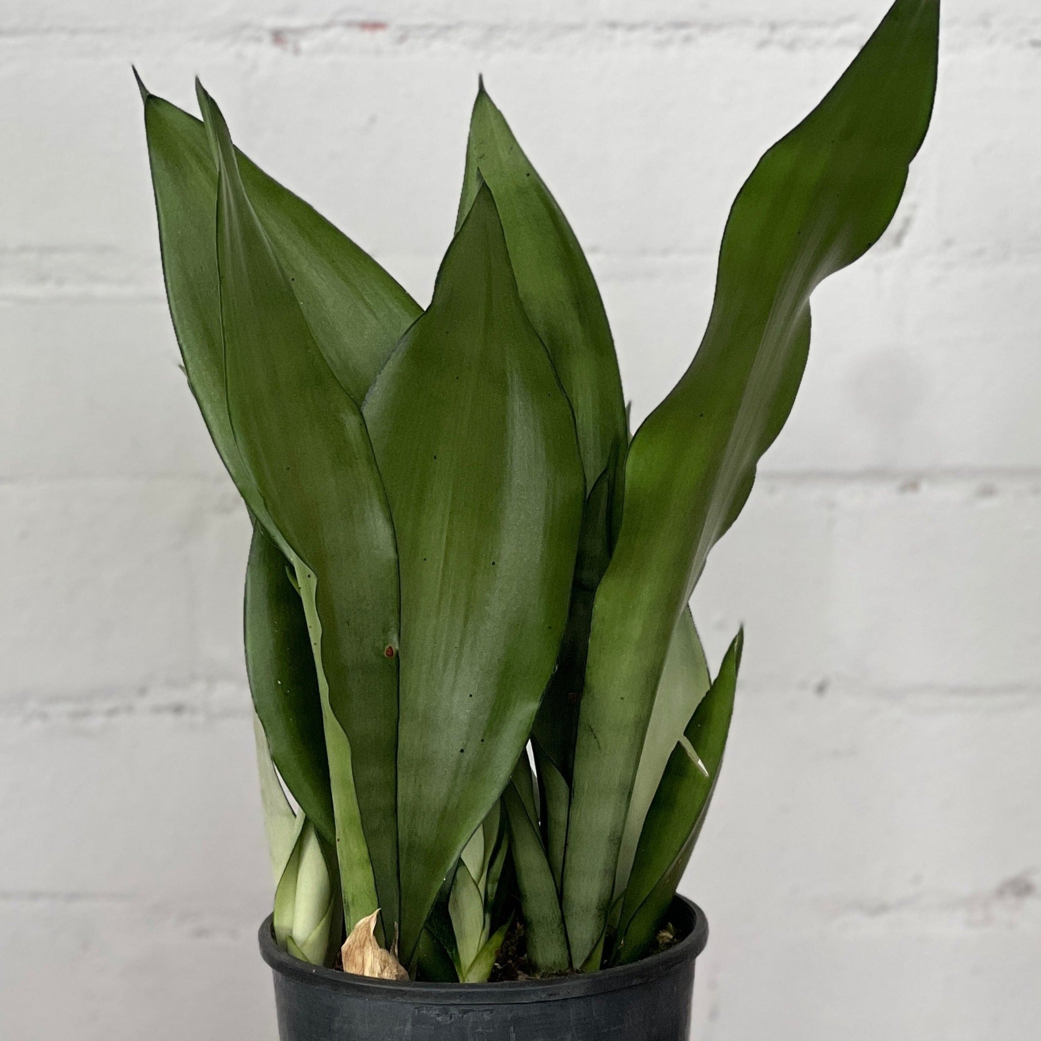 Potted- Sanseveria