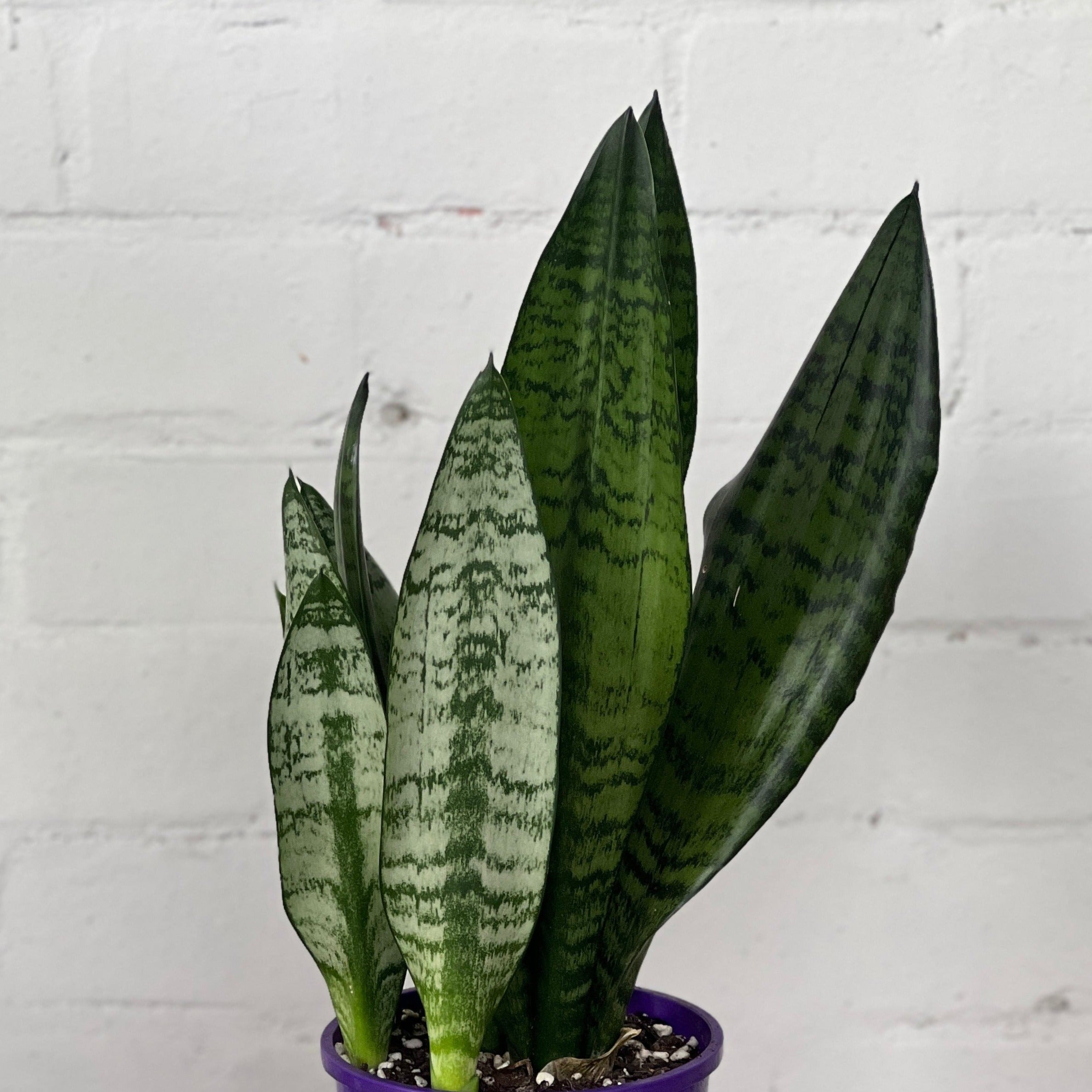 Potted- Sanseveria