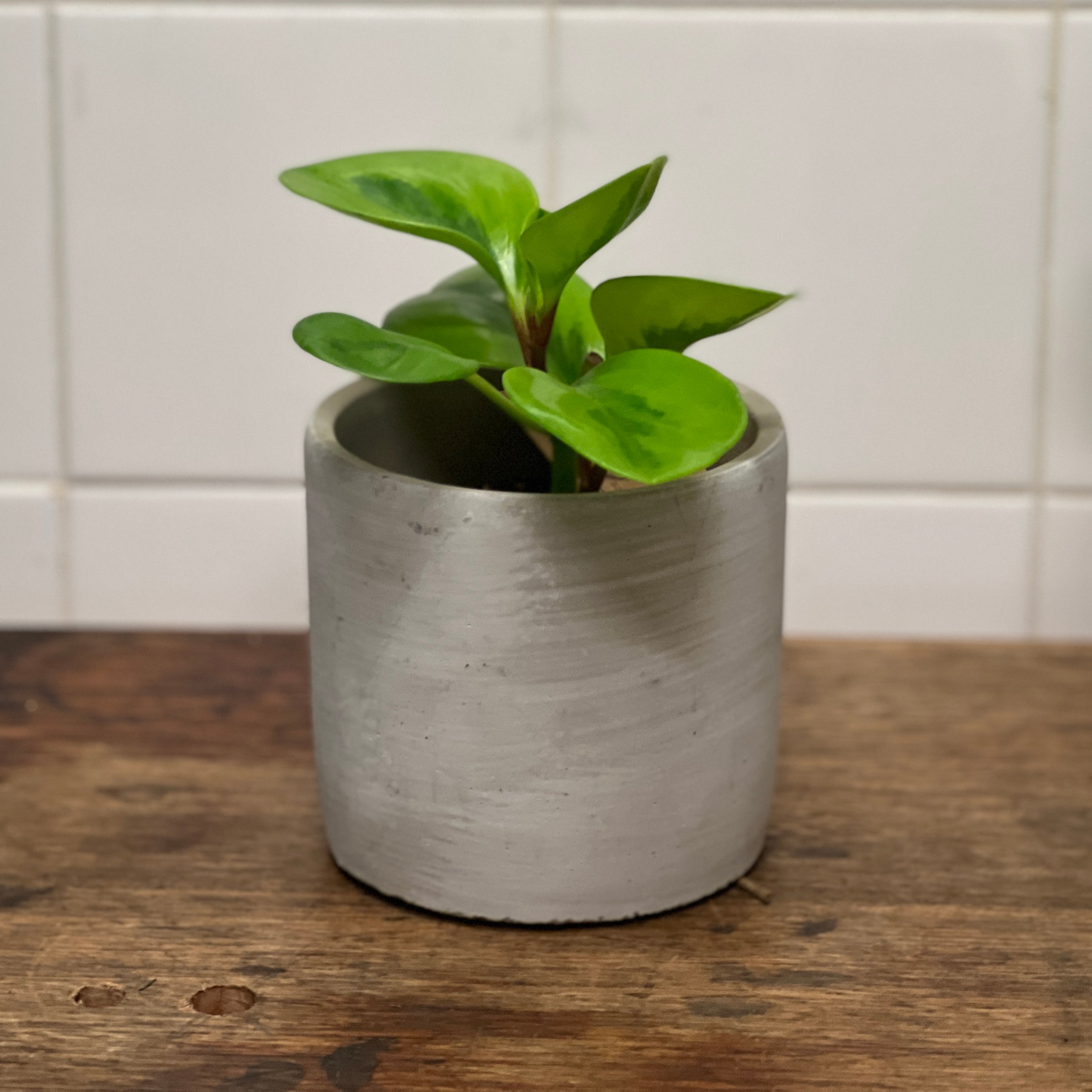 Potted Plant- Peperomia