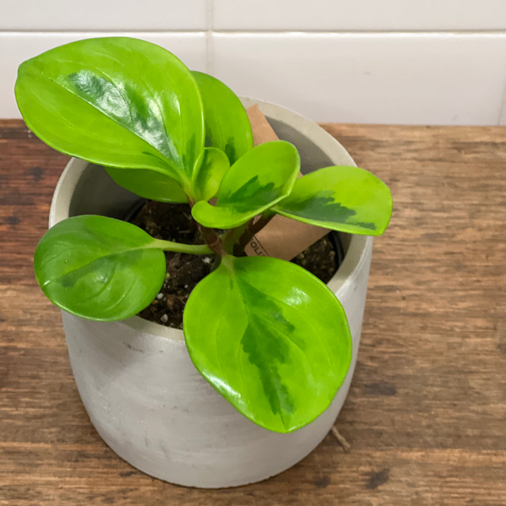Potted Plant- Peperomia