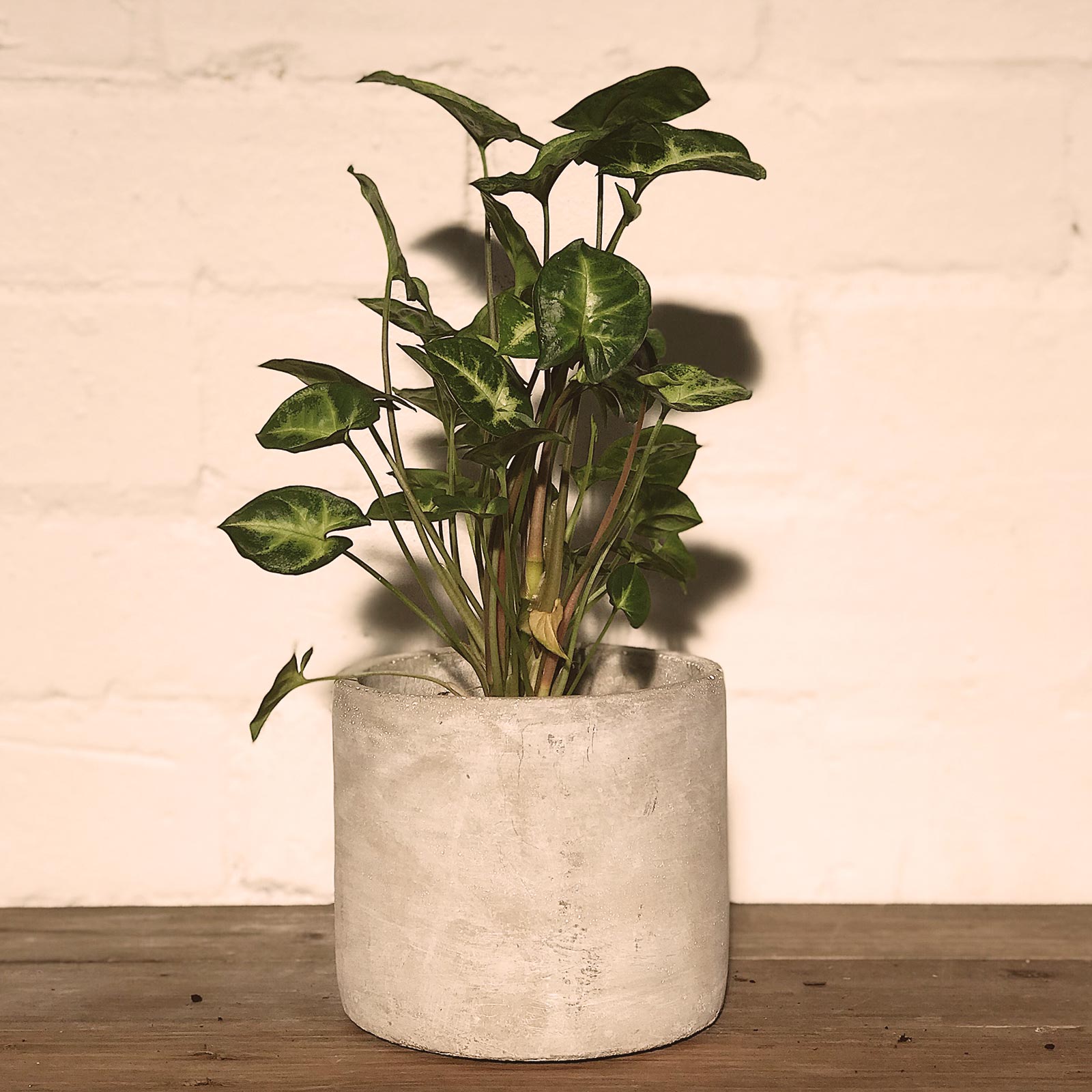 Potted Plant- Syngonium